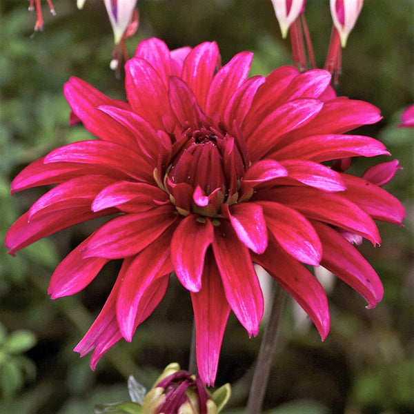 Dahlia Gallery Art Nouveau Bulbs Perennial Growing Bonsai Roots Rhizomes Corms Tubers Potted Planting Reblooming Fragrant Garden Species Blooms Flower Seeds Plant Gardening