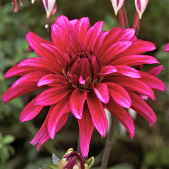 Dahlia Gallery Art Nouveau Bulbs Perennial Growing Bonsai Roots Rhizomes Corms Tubers Potted Planting Reblooming Fragrant Garden Species Blooms Flower Seeds Plant Gardening