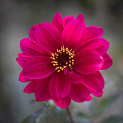 Dark Leaf Bishop Collection Dahlia Bulbs Perennial Growing Bonsai Roots Rhizomes Corms Tubers Potted Planting Reblooming Fragrant Garden Species Blooms Flower Seeds Plant Gardening