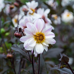 Dark Leaf Bishop Collection Dahlia Bulbs Perennial Growing Bonsai Roots Rhizomes Corms Tubers Potted Planting Reblooming Fragrant Garden Species Blooms Flower Seeds Plant Gardening