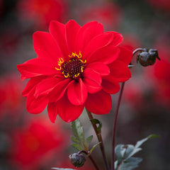 Dark Leaf Bishop Collection Dahlia Bulbs Perennial Growing Bonsai Roots Rhizomes Corms Tubers Potted Planting Reblooming Fragrant Garden Species Blooms Flower Seeds Plant Gardening