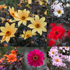 Dark Leaf Bishop Collection Dahlia Bulbs Perennial Growing Bonsai Roots Rhizomes Corms Tubers Potted Planting Reblooming Fragrant Garden Species Blooms Flower Seeds Plant Gardening