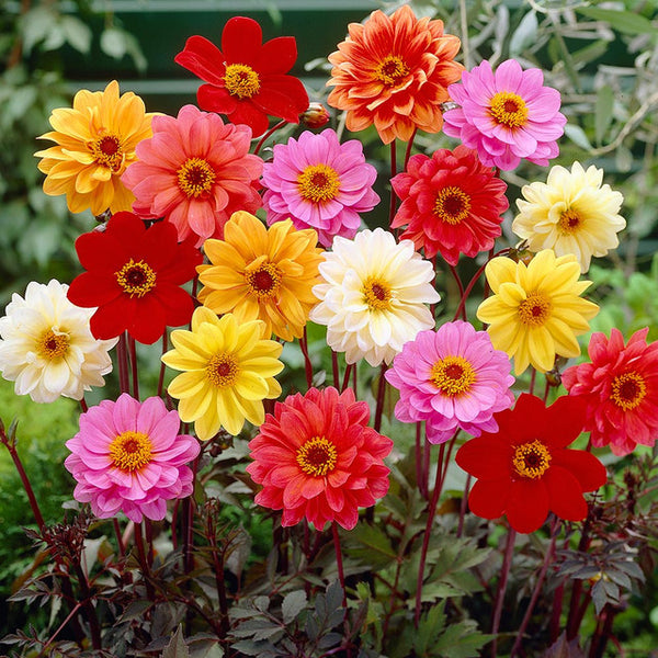 Bishop Dark Leaf Mixed Dahlia Bulbs Perennial Growing Bonsai Roots Rhizomes Corms Tubers Potted Planting Reblooming Fragrant Garden Species Blooms Flower Seeds Plant Gardening