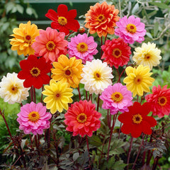 Bishop Dark Leaf Mixed Dahlia Bulbs Perennial Growing Bonsai Roots Rhizomes Corms Tubers Potted Planting Reblooming Fragrant Garden Species Blooms Flower Seeds Plant Gardening