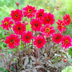 Bishop of Canterbury Dahlia Bulbs Perennial Growing Bonsai Roots Rhizomes Corms Tubers Potted Planting Reblooming Fragrant Garden Species Blooms Flower Seeds Plant Gardening