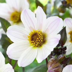 Bishop of Dover Dahlia Bulbs Perennial Growing Bonsai Roots Rhizomes Corms Tubers Potted Planting Reblooming Fragrant Garden Species Blooms Flower Seeds Plant Gardening