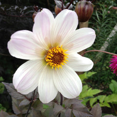 Bishop of Dover Dahlia Bulbs Perennial Growing Bonsai Roots Rhizomes Corms Tubers Potted Planting Reblooming Fragrant Garden Species Blooms Flower Seeds Plant Gardening