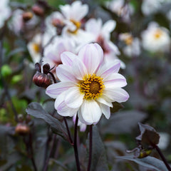 Bishop of Dover Dahlia Bulbs Perennial Growing Bonsai Roots Rhizomes Corms Tubers Potted Planting Reblooming Fragrant Garden Species Blooms Flower Seeds Plant Gardening