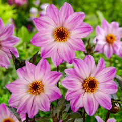 Bishop of Leicester Dahlia Bulbs Perennial Growing Bonsai Roots Rhizomes Corms Tubers Potted Planting Reblooming Fragrant Garden Species Blooms Flower Seeds Plant Gardening