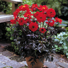 Bishop Of Llandaff Dahlia Bulbs Perennial Growing Bonsai Roots Rhizomes Corms Tubers Potted Planting Reblooming Fragrant Garden Species Blooms Flower Seeds Plant Gardening