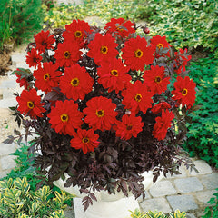 Bishop Of Llandaff Dahlia Bulbs Perennial Growing Bonsai Roots Rhizomes Corms Tubers Potted Planting Reblooming Fragrant Garden Species Blooms Flower Seeds Plant Gardening