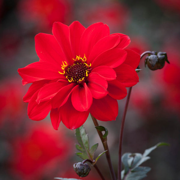Bishop Of Llandaff Dahlia Bulbs Perennial Growing Bonsai Roots Rhizomes Corms Tubers Potted Planting Reblooming Fragrant Garden Species Blooms Flower Seeds Plant Gardening