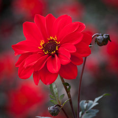 Bishop Of Llandaff Dahlia Bulbs Perennial Growing Bonsai Roots Rhizomes Corms Tubers Potted Planting Reblooming Fragrant Garden Species Blooms Flower Seeds Plant Gardening