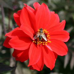 Bishop Of Llandaff Dahlia Bulbs Perennial Growing Bonsai Roots Rhizomes Corms Tubers Potted Planting Reblooming Fragrant Garden Species Blooms Flower Seeds Plant Gardening