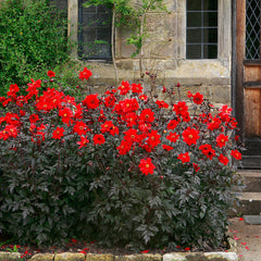 Bishop Of Llandaff Dahlia Bulbs Perennial Growing Bonsai Roots Rhizomes Corms Tubers Potted Planting Reblooming Fragrant Garden Species Blooms Flower Seeds Plant Gardening