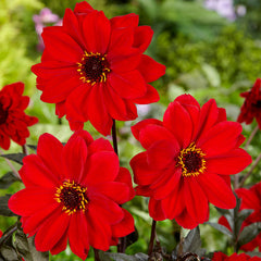 Bishop Of Llandaff Dahlia Bulbs Perennial Growing Bonsai Roots Rhizomes Corms Tubers Potted Planting Reblooming Fragrant Garden Species Blooms Flower Seeds Plant Gardening