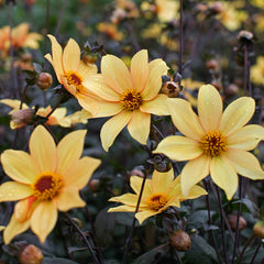 Dahlia Bishop Of York Bulbs Perennial Growing Bonsai Roots Rhizomes Corms Tubers Potted Planting Reblooming Fragrant Garden Species Blooms Flower Seeds Plant Gardening