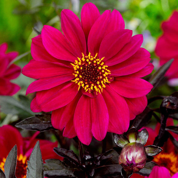 Bishop of Canterbury Dahlia Bulbs Perennial Growing Bonsai Roots Rhizomes Corms Tubers Potted Planting Reblooming Fragrant Garden Species Blooms Flower Seeds Plant Gardening