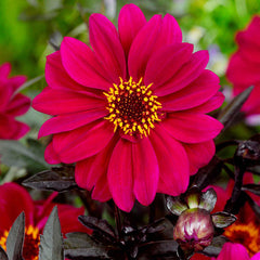 Bishop of Canterbury Dahlia Bulbs Perennial Growing Bonsai Roots Rhizomes Corms Tubers Potted Planting Reblooming Fragrant Garden Species Blooms Flower Seeds Plant Gardening