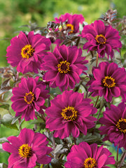 Bishop of Canterbury Dahlia Bulbs Perennial Growing Bonsai Roots Rhizomes Corms Tubers Potted Planting Reblooming Fragrant Garden Species Blooms Flower Seeds Plant Gardening