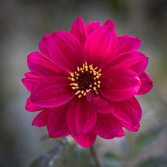 Bishop of Canterbury Dahlia Bulbs Perennial Growing Bonsai Roots Rhizomes Corms Tubers Potted Planting Reblooming Fragrant Garden Species Blooms Flower Seeds Plant Gardening