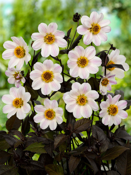 Bishop of Dover Dahlia Bulbs Perennial Growing Bonsai Roots Rhizomes Corms Tubers Potted Planting Reblooming Fragrant Garden Species Blooms Flower Seeds Plant Gardening