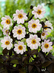 Bishop of Dover Dahlia Bulbs Perennial Growing Bonsai Roots Rhizomes Corms Tubers Potted Planting Reblooming Fragrant Garden Species Blooms Flower Seeds Plant Gardening