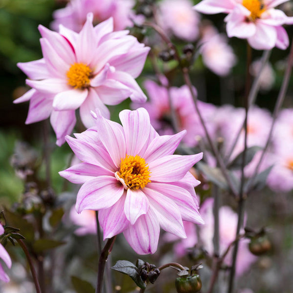 Bishop of Leicester Dahlia Bulbs Perennial Growing Bonsai Roots Rhizomes Corms Tubers Potted Planting Reblooming Fragrant Garden Species Blooms Flower Seeds Plant Gardening