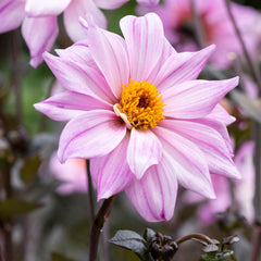 Bishop of Leicester Dahlia Bulbs Perennial Growing Bonsai Roots Rhizomes Corms Tubers Potted Planting Reblooming Fragrant Garden Species Blooms Flower Seeds Plant Gardening