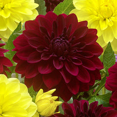 Bloody Mary Dahlia Bulbs Perennial Growing Bonsai Roots Rhizomes Corms Tubers Potted Planting Reblooming Fragrant Garden Species Blooms Flower Seeds Plant Gardening