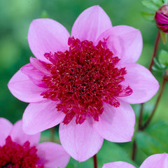 Freya's Paso Doble Dahlia Bulbs Perennial Growing Bonsai Roots Rhizomes Corms Tubers Potted Planting Reblooming Fragrant Garden Species Blooms Flower Seeds Plant Gardening