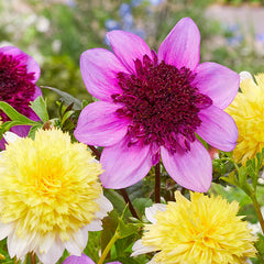 Dahlia Anemone Bulbs Perennial Growing Bonsai Roots Rhizomes Corms Tubers Potted Planting Reblooming Fragrant Garden Species Blooms Flower Seeds Plant Gardening