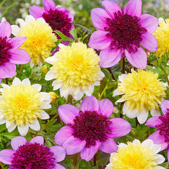 Freya's Paso Doble Dahlia Bulbs Perennial Growing Bonsai Roots Rhizomes Corms Tubers Potted Planting Reblooming Fragrant Garden Species Blooms Flower Seeds Plant Gardening