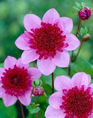 Freya's Paso Doble Dahlia Bulbs Perennial Growing Bonsai Roots Rhizomes Corms Tubers Potted Planting Reblooming Fragrant Garden Species Blooms Flower Seeds Plant Gardening