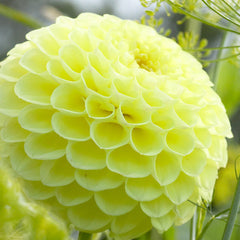 Boom Boom Yellow Dahlia Bulbs Perennial Growing Bonsai Roots Rhizomes Corms Tubers Potted Planting Reblooming Fragrant Garden Species Blooms Flower Seeds Plant Gardening
