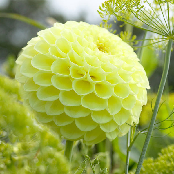 Boom Boom Yellow Dahlia Bulbs Perennial Growing Bonsai Roots Rhizomes Corms Tubers Potted Planting Reblooming Fragrant Garden Species Blooms Flower Seeds Plant Gardening