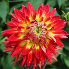Bora Bora Dahlia Bulbs Perennial Growing Bonsai Roots Rhizomes Corms Tubers Potted Planting Reblooming Fragrant Garden Species Blooms Flower Seeds Plant Gardening