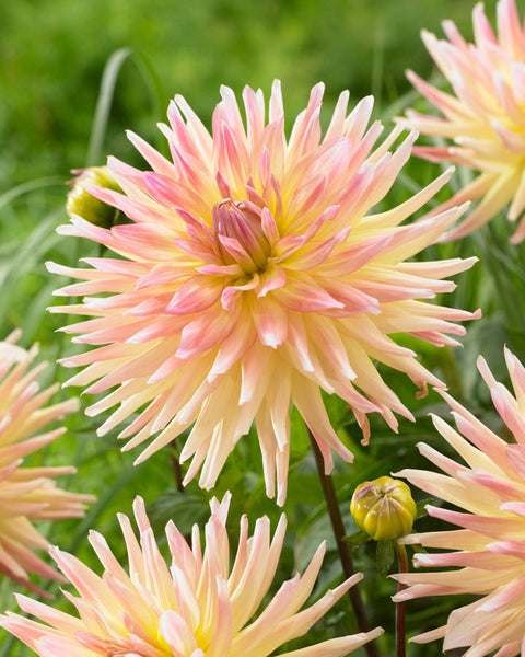 Cabana Banana Dahlia Bulbs Perennial Growing Bonsai Roots Rhizomes Corms Tubers Potted Planting Reblooming Fragrant Garden Species Blooms Flower Seeds Plant Gardening