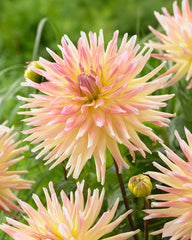 Cabana Banana Dahlia Bulbs Perennial Growing Bonsai Roots Rhizomes Corms Tubers Potted Planting Reblooming Fragrant Garden Species Blooms Flower Seeds Plant Gardening