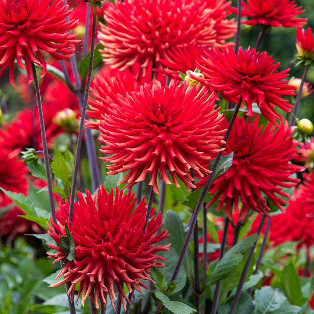 Bergers Record Dahlia Bulbs Perennial Growing Bonsai Roots Rhizomes Corms Tubers Potted Planting Reblooming Fragrant Garden Species Blooms Flower Seeds Plant Gardening