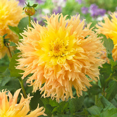Mingus Joshua Dahlia Bulbs Perennial Growing Bonsai Roots Rhizomes Corms Tubers Potted Planting Reblooming Fragrant Garden Species Blooms Flower Seeds Plant Gardening