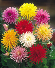 Cactus Mixed Dahlia Bulbs Perennial Growing Bonsai Roots Rhizomes Corms Tubers Potted Planting Reblooming Fragrant Garden Species Blooms Flower Seeds Plant Gardening