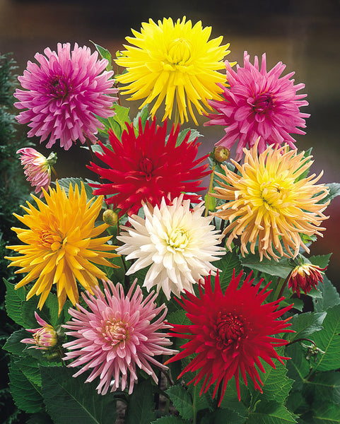 Cactus Mixed Dahlia Bulbs Perennial Growing Bonsai Roots Rhizomes Corms Tubers Potted Planting Reblooming Fragrant Garden Species Blooms Flower Seeds Plant Gardening
