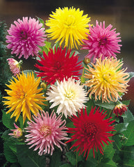 Cactus Mixed Dahlia Bulbs Perennial Growing Bonsai Roots Rhizomes Corms Tubers Potted Planting Reblooming Fragrant Garden Species Blooms Flower Seeds Plant Gardening