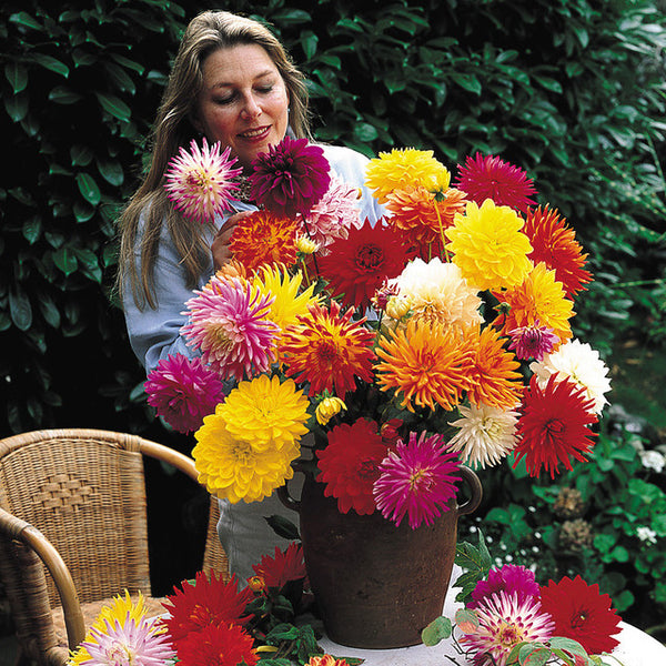 Decorative Dahlia Bulbs Perennial Growing Bonsai Roots Rhizomes Corms Tubers Potted Planting Reblooming Fragrant Garden Species Blooms Flower Seeds Plant Gardening