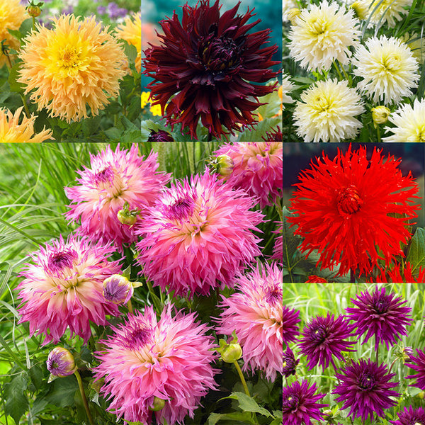 Dahlia Cactus Deer Anterler Collection Bulbs Perennial Growing Bonsai Roots Rhizomes Corms Tubers Potted Planting Reblooming Fragrant Garden Species Blooms Flower Seeds Plant Gardening