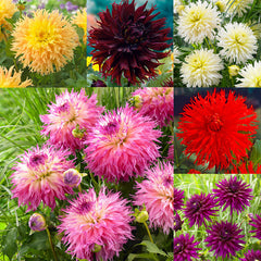 Dahlia Cactus Deer Anterler Collection Bulbs Perennial Growing Bonsai Roots Rhizomes Corms Tubers Potted Planting Reblooming Fragrant Garden Species Blooms Flower Seeds Plant Gardening