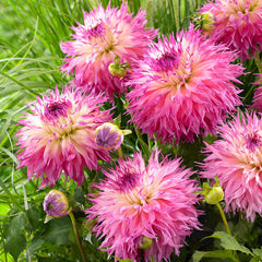 Dahlia Cactus Deer Anterler Collection Bulbs Perennial Growing Bonsai Roots Rhizomes Corms Tubers Potted Planting Reblooming Fragrant Garden Species Blooms Flower Seeds Plant Gardening