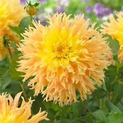 Dahlia Cactus Deer Anterler Collection Bulbs Perennial Growing Bonsai Roots Rhizomes Corms Tubers Potted Planting Reblooming Fragrant Garden Species Blooms Flower Seeds Plant Gardening