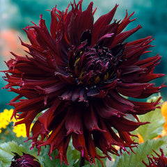 Dahlia Cactus Deer Anterler Collection Bulbs Perennial Growing Bonsai Roots Rhizomes Corms Tubers Potted Planting Reblooming Fragrant Garden Species Blooms Flower Seeds Plant Gardening